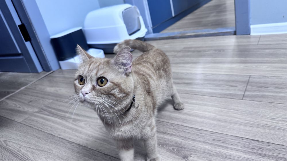Отдам в добрые руки кота