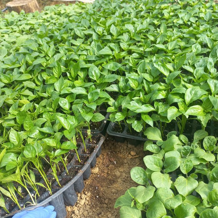 Răsaduri Renata-Bengești