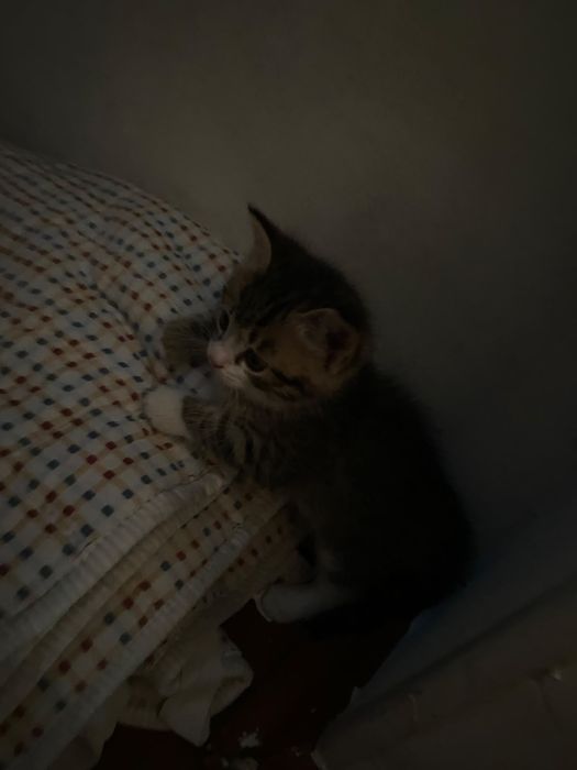Отдам маленьких котят в  добрые руки.