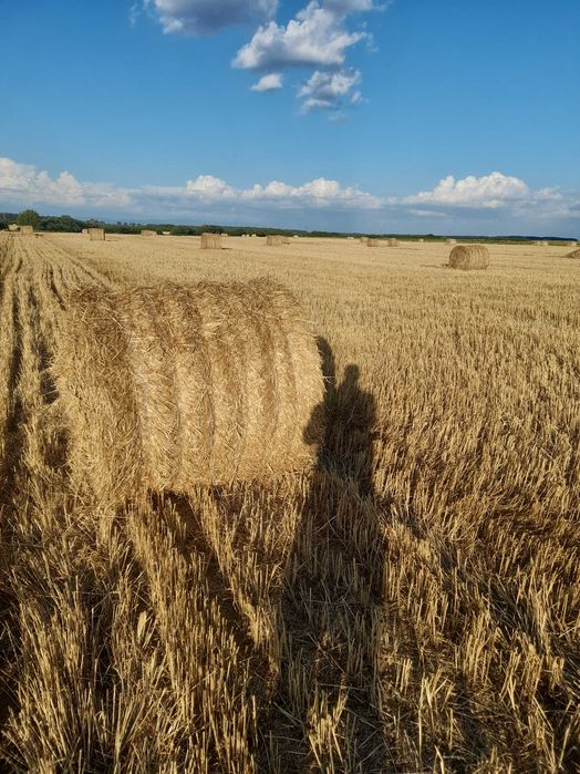 Vand paie de grîu