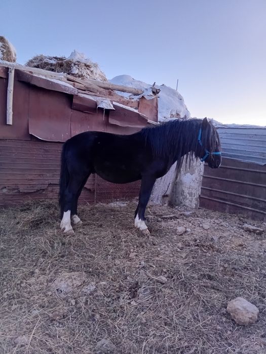 Продам жеребца .