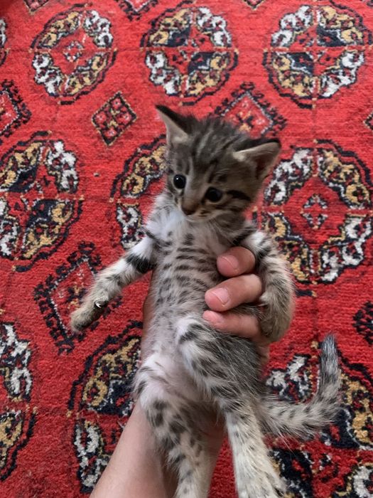 Кошка в добрые руки