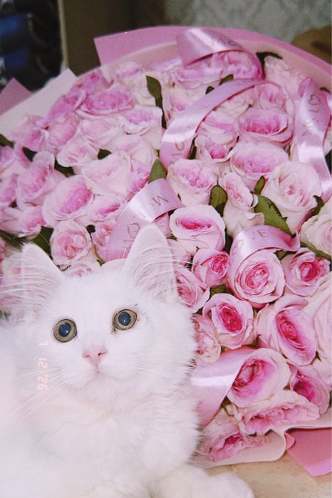 котёнок Тео!  Тео — мальчик, 4 месяца