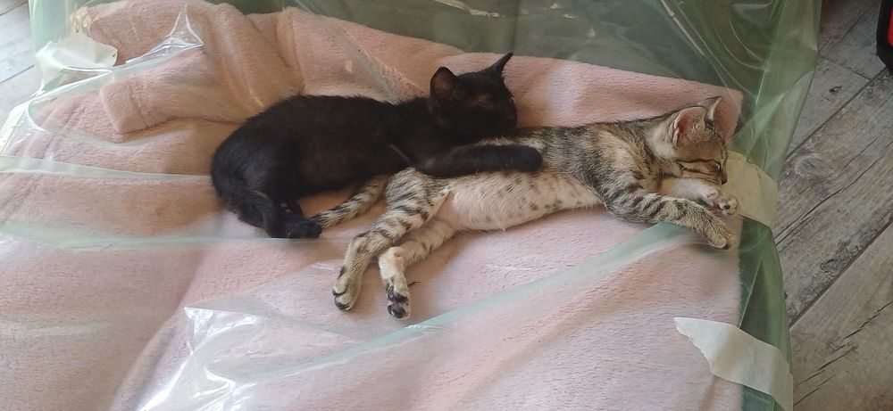 Donație pisici 2 luni