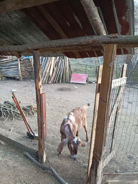 Vând capra anglonubiana gestantă în aproape 2 luni!