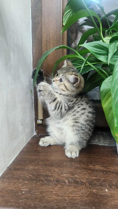 Кошка продаётся.