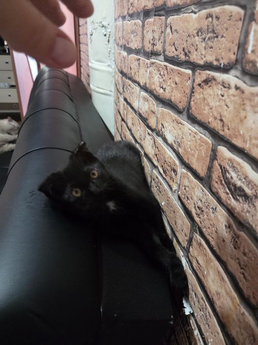 Котёнок 2 месяца вислоухий
