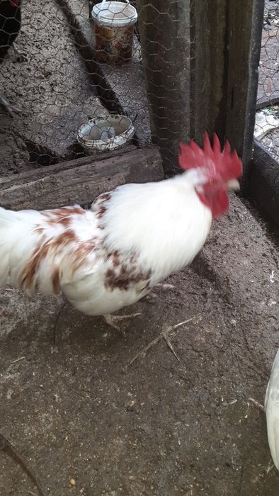 Vând cocoși americani