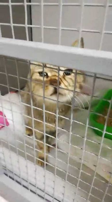 Коту нужен дом! Срочно!