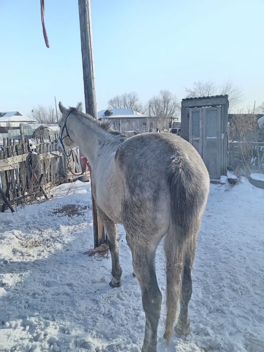 Айгыр Орловский рысак