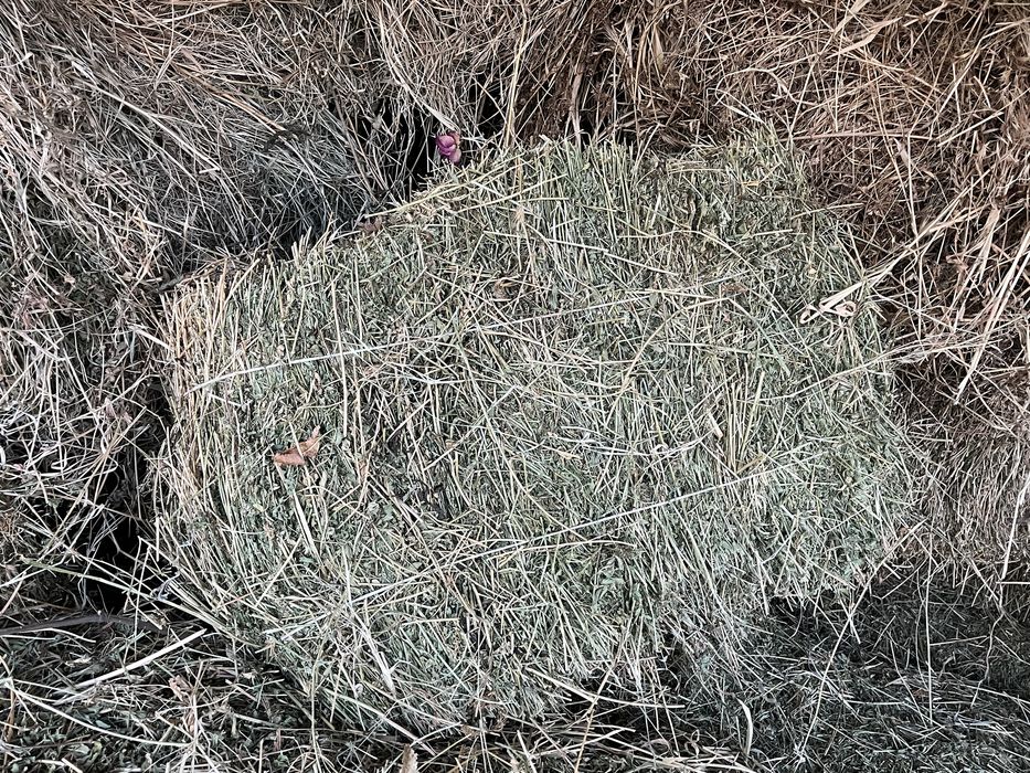 Таза Жоңышқа шөп сатылады