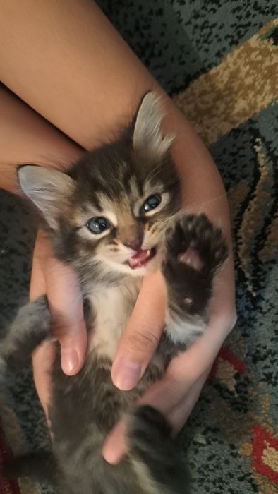 Котята отдадим бесплатно