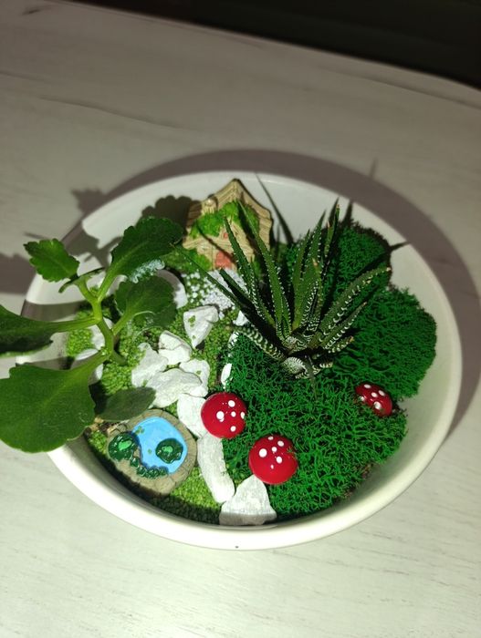 Продам флорариум