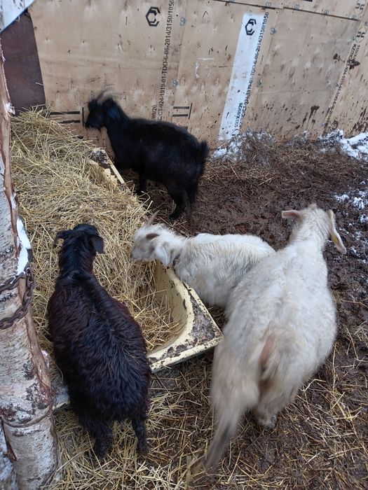 Продам коз срочно