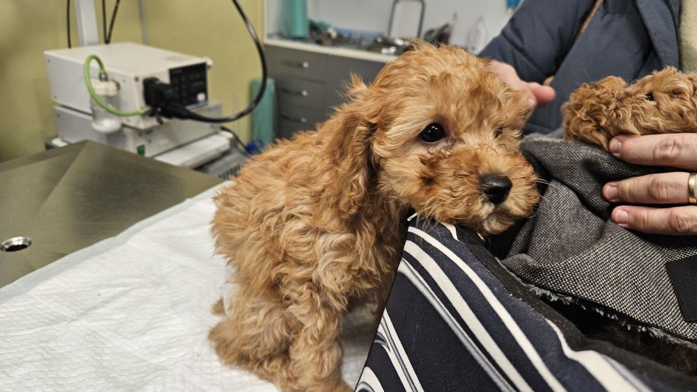 Средно женско пуделче априкот/червено