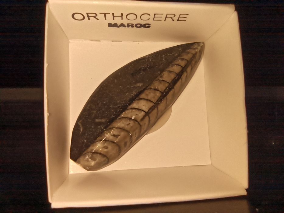 Продам окаменелости ракушки моллюск Ортоцерасы