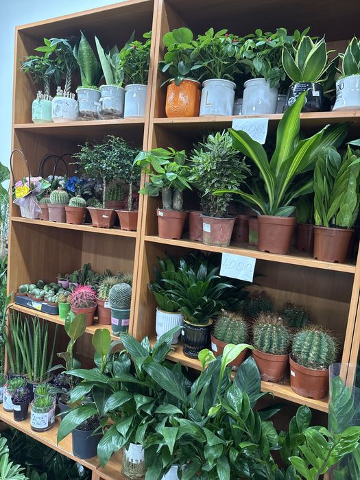 Распродажа комнатных растений