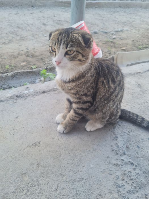 Котенок 25 го 3 месяц будет