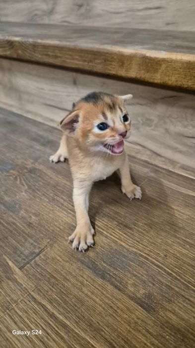 Абиссинские котята