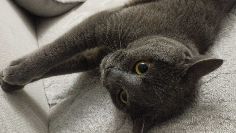 Кот Мурка отдам в добрые руки