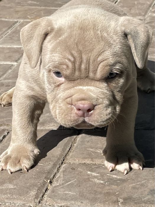 Американский булли