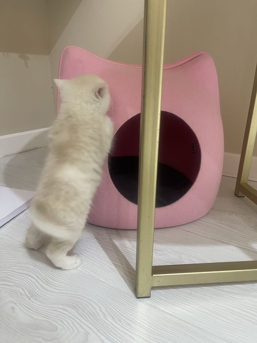 Котята чистокровные. Toza zotli mushukchalar sotiladi.