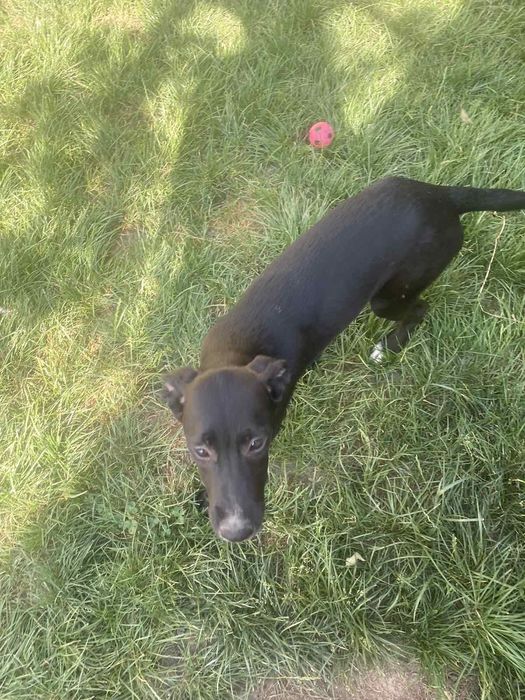 Две момиченца търсят своите любящи стопани и своя дом лабрадор-риджбек