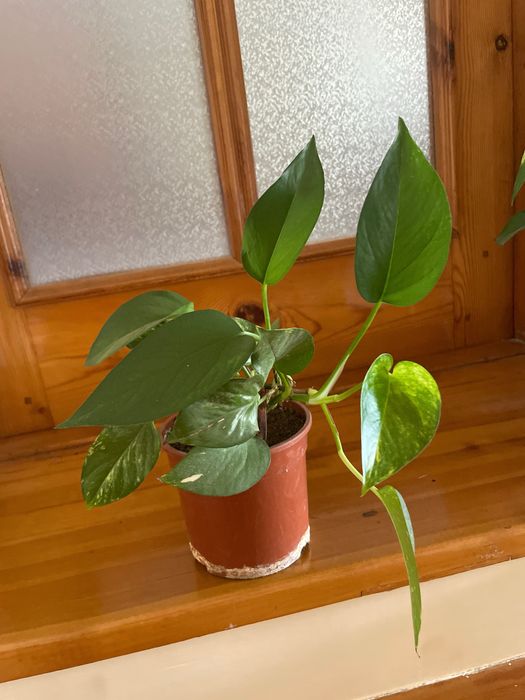 Шефлера, каланхоэ, фикусы, педилантус, сансевиерия, кактус, традисканц