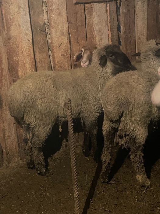 Токты бараны кой