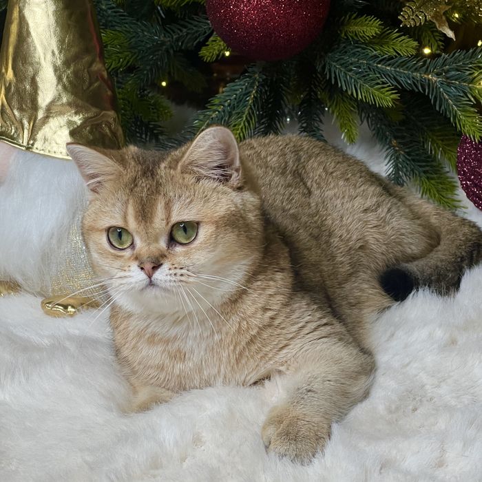 Девочка  золотая шиншилла