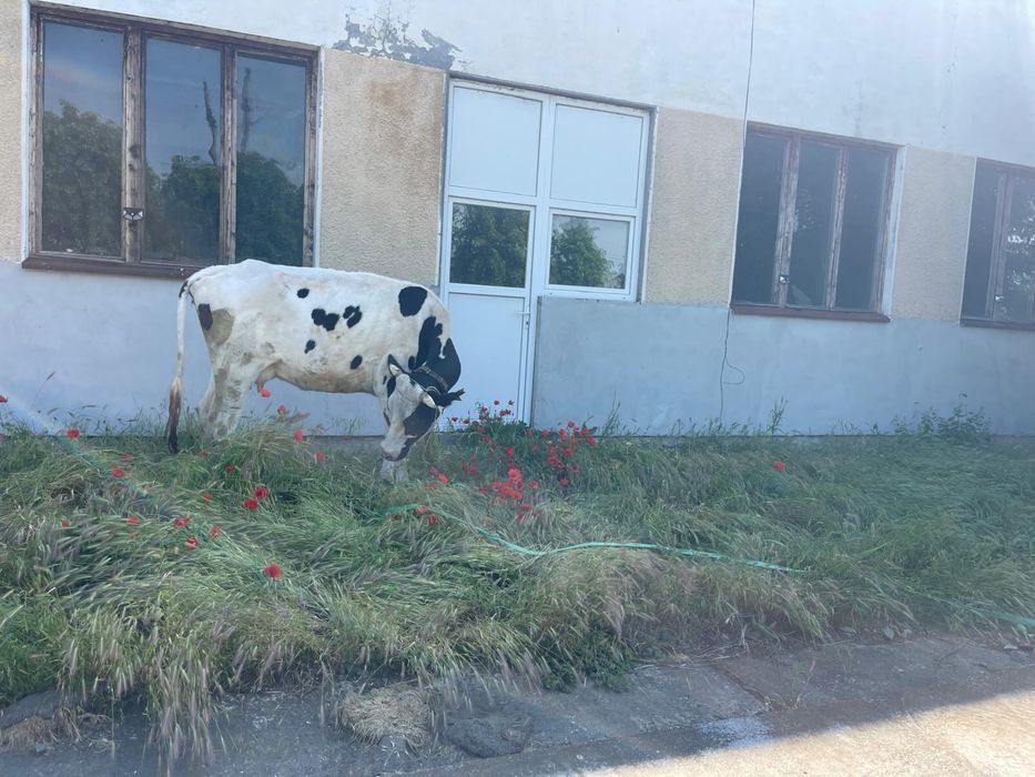Vaca cu lapte de vanzare