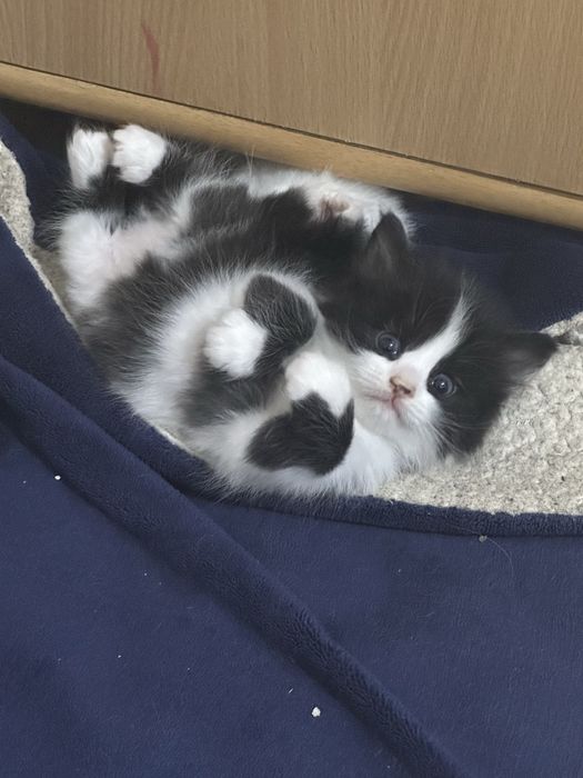 Котики в добрые руки