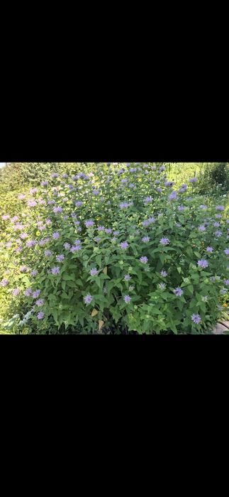 Продам растение Монарду