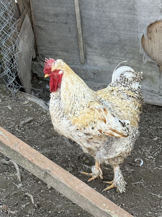 Vand Cocoș de casă