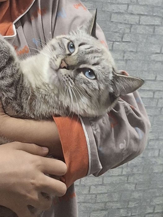 Mushuklar sotiladi xar xil paarodali