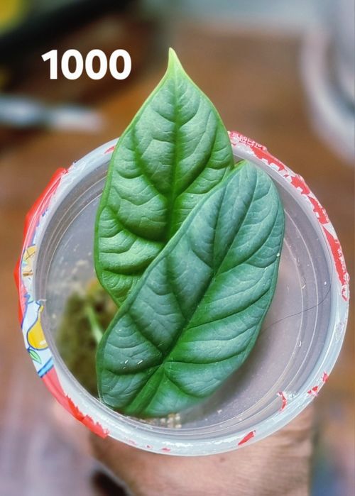 Комнатные растения от 1000