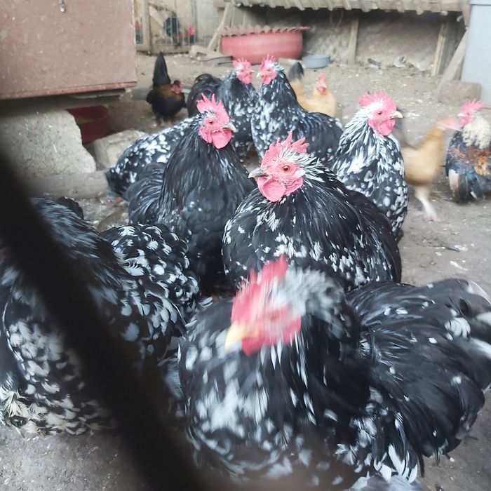 Găinușe și cocoșei pitici