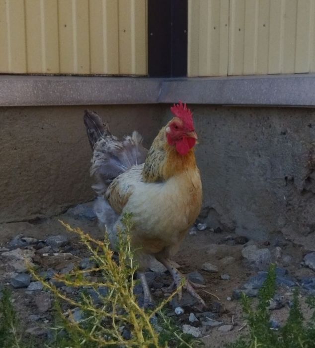 Екі тауық бір әтеш сатылады