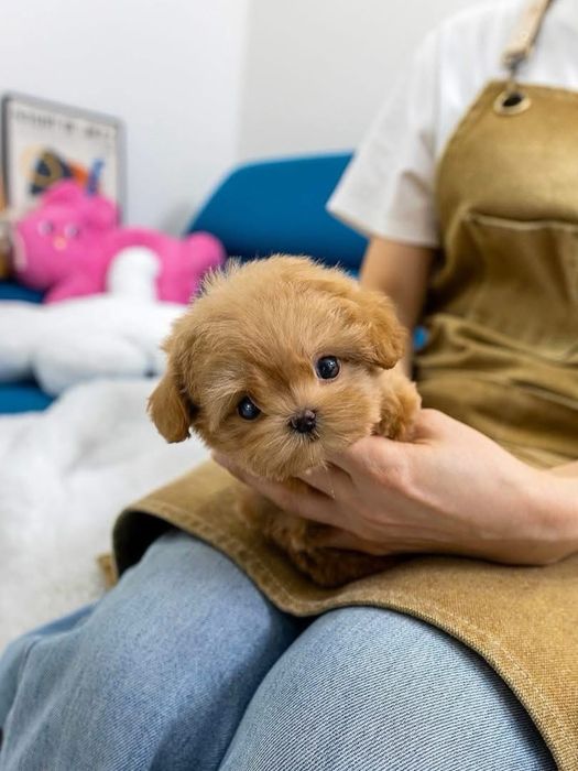 Maltipoo mini toy /pudel -poodle toy