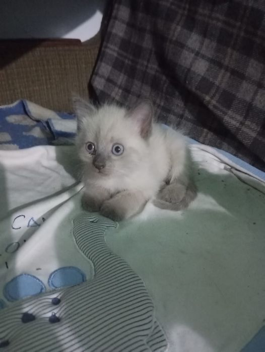 Отдам котят в добрые руки.