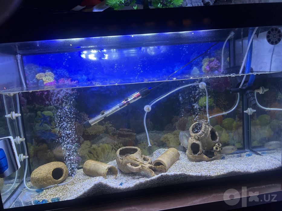 Akvariyum full naborlari bilan sotiladi