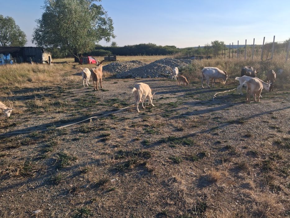 Vand capre și  țapi 11 capete