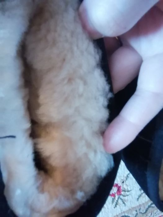 Продам детские угги