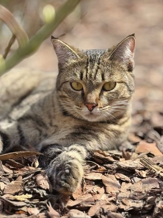 Молодая кошечка ищет дом