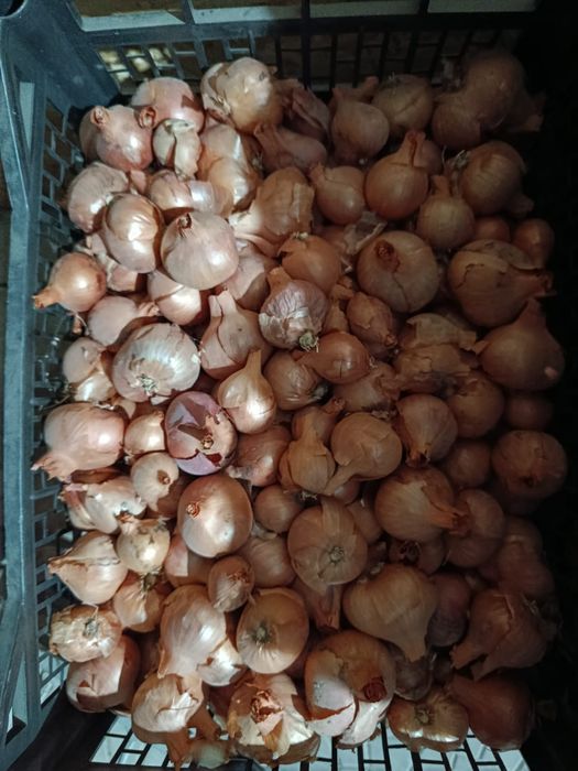 Лук сараказубка на посадку огорода