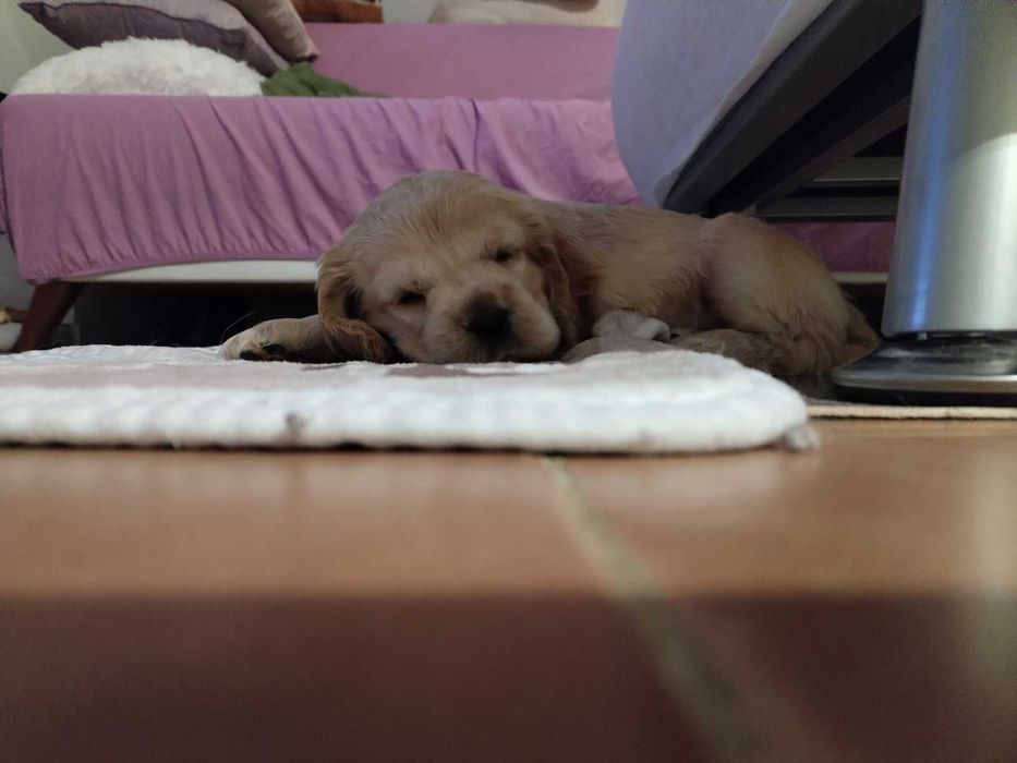 Продавам най-хубавите кокери.