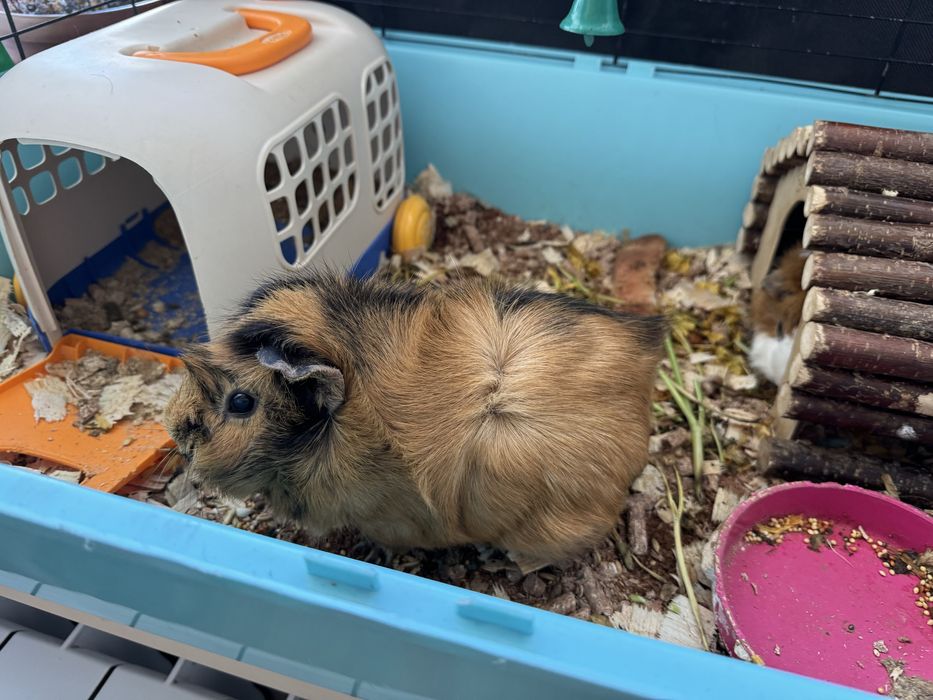 Милые Морские свинки.