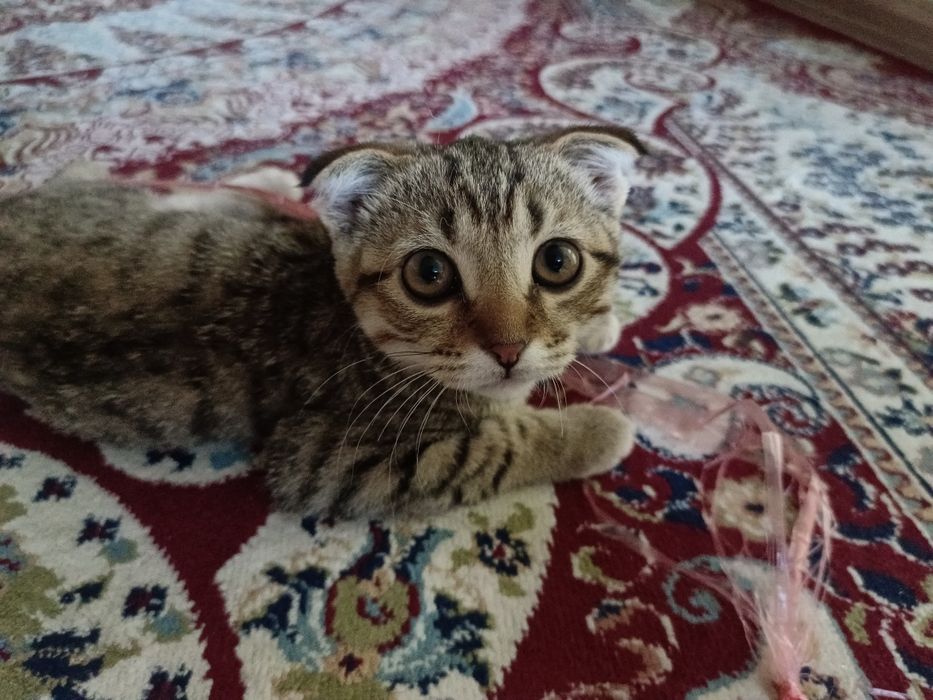 Продаётся кот маленький