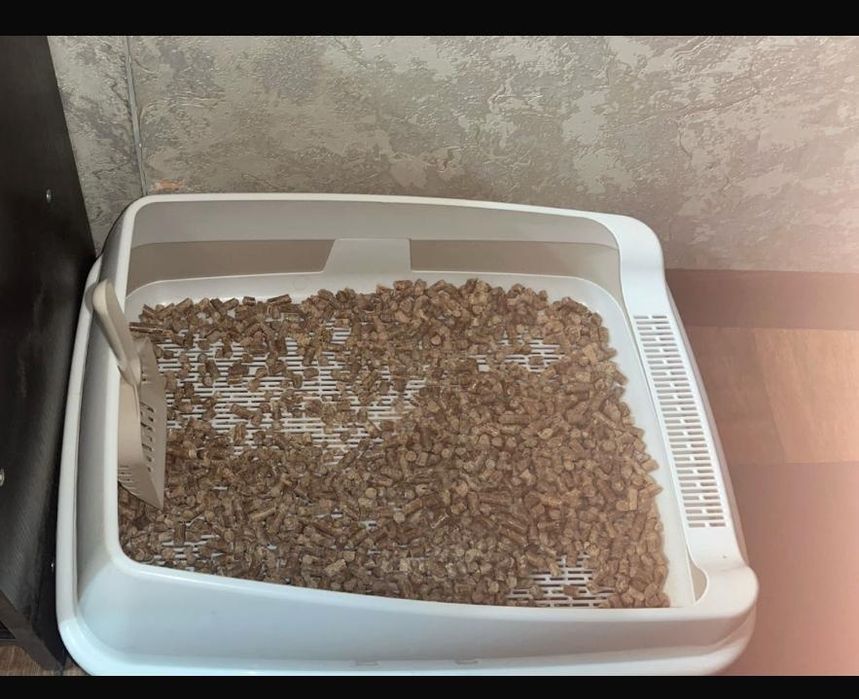 Отдаем кота в хорошие руки