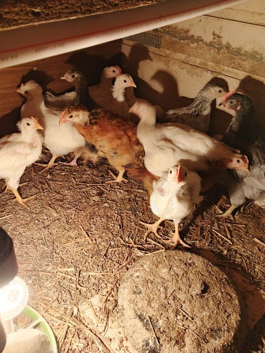 Продам подрощенных цыплят